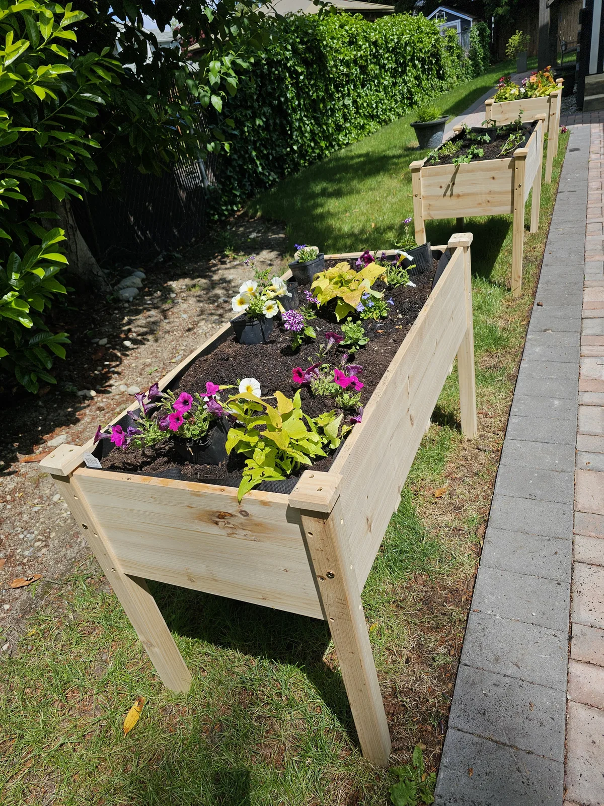 The garden coming to life